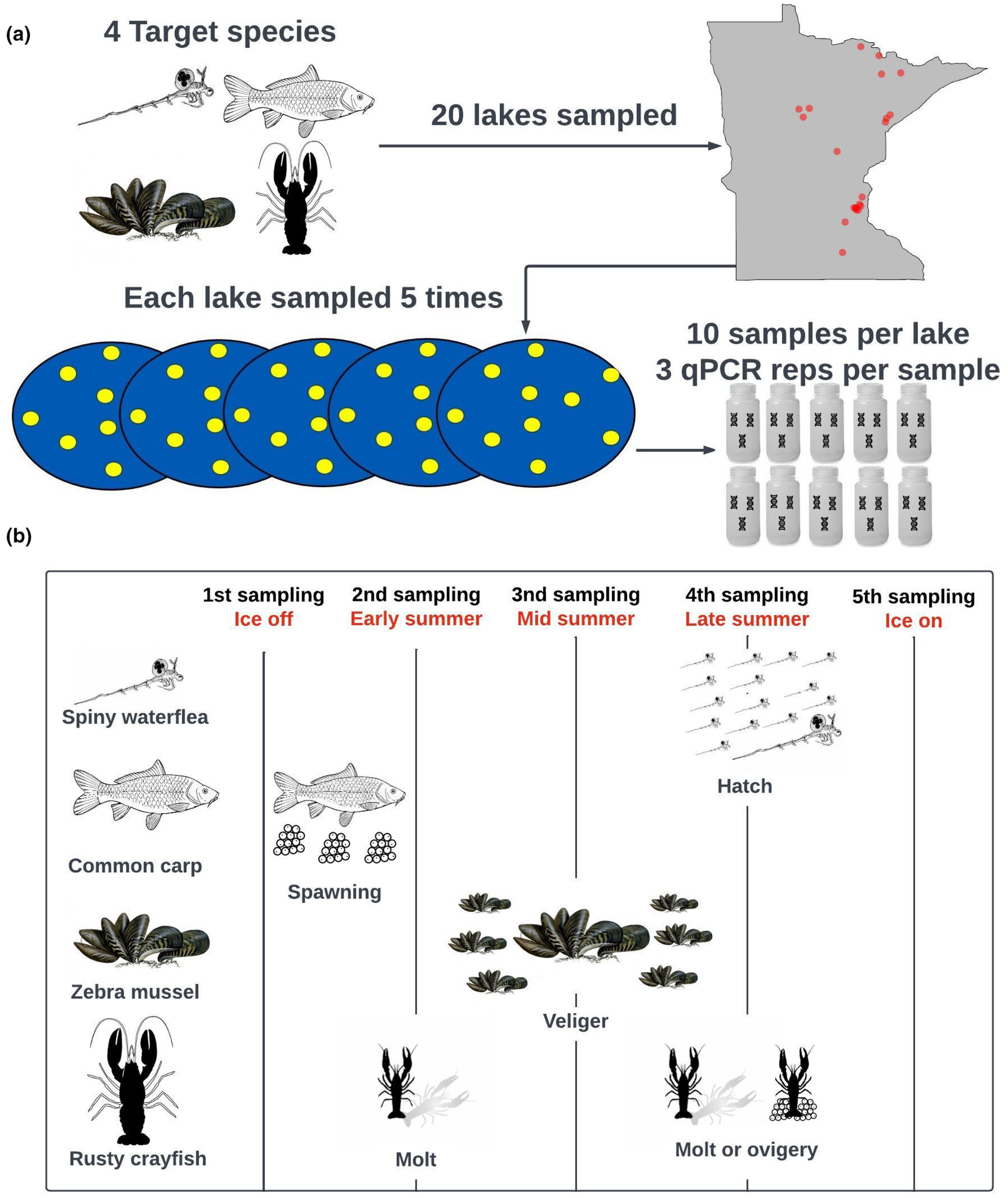 eDNA conceptual diagram